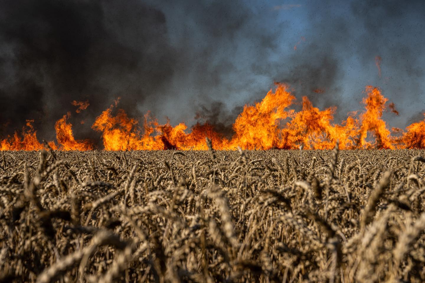 &nbsp;Ukrainian harvests in frontline areas, 2024. Authors: photojournalists Kostiantyn and Vlada Liberov.