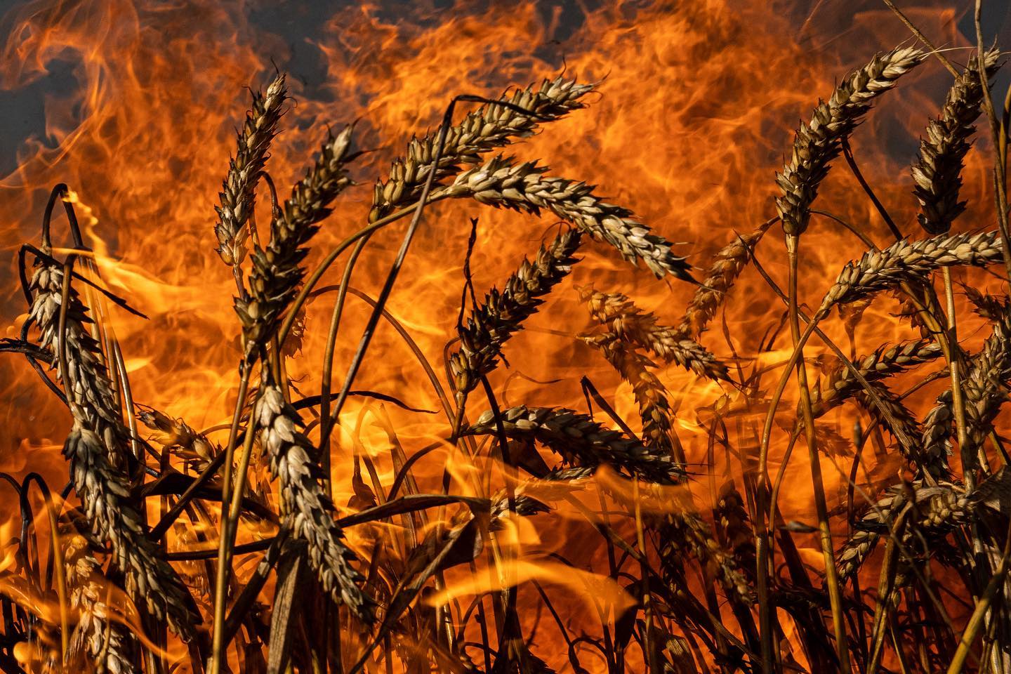 Russian troops are shelling Ukrainian wheat fields in July 2022 near the border with Russia, preventing firefighters and farmers from extinguishing the flames. Photo: Evgeniy Maloletka